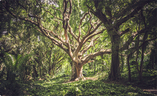 Atlantic Forest